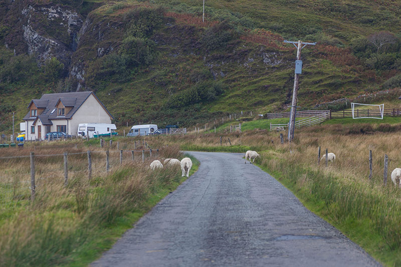 Oft ist es recht einsam, aber Schafe hat es immer