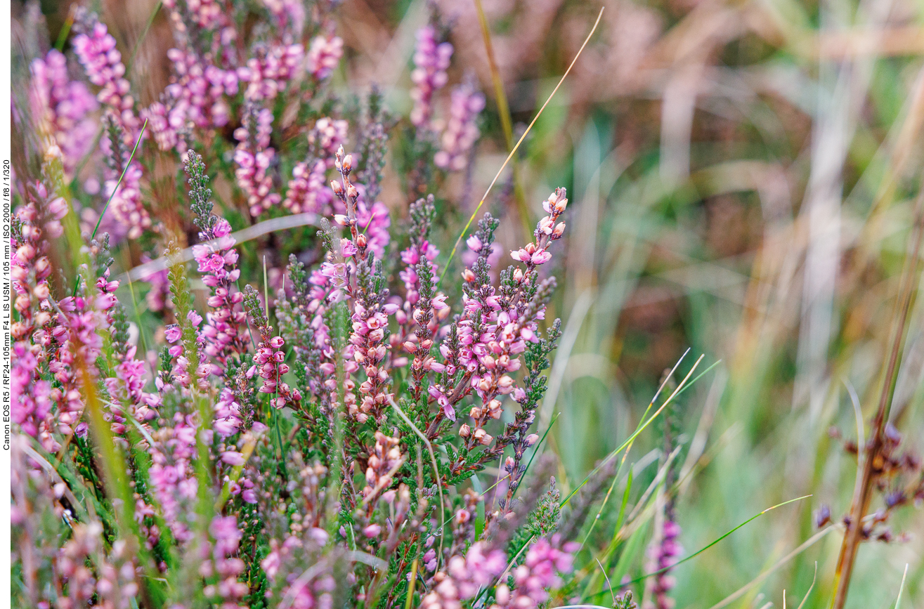 Heidekraut [Calluna vulgaris]