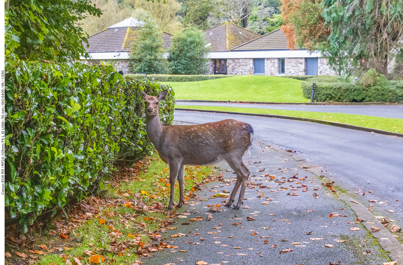 Anscheinend sind die Tiere an Touristen gewöhnt ...