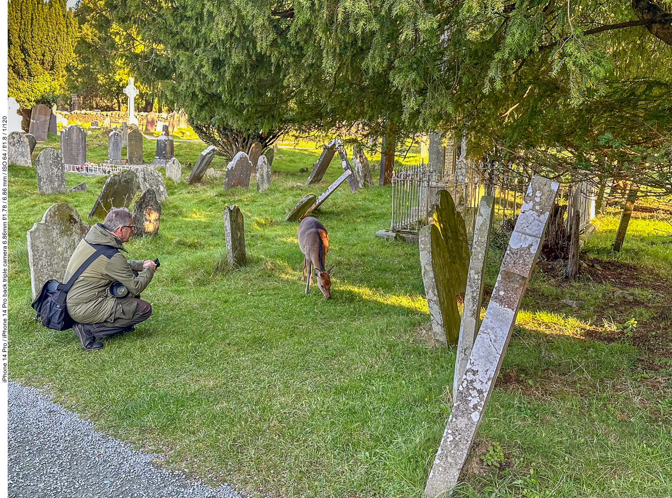 Heute tummeln sie sich auf dem Friedhof
