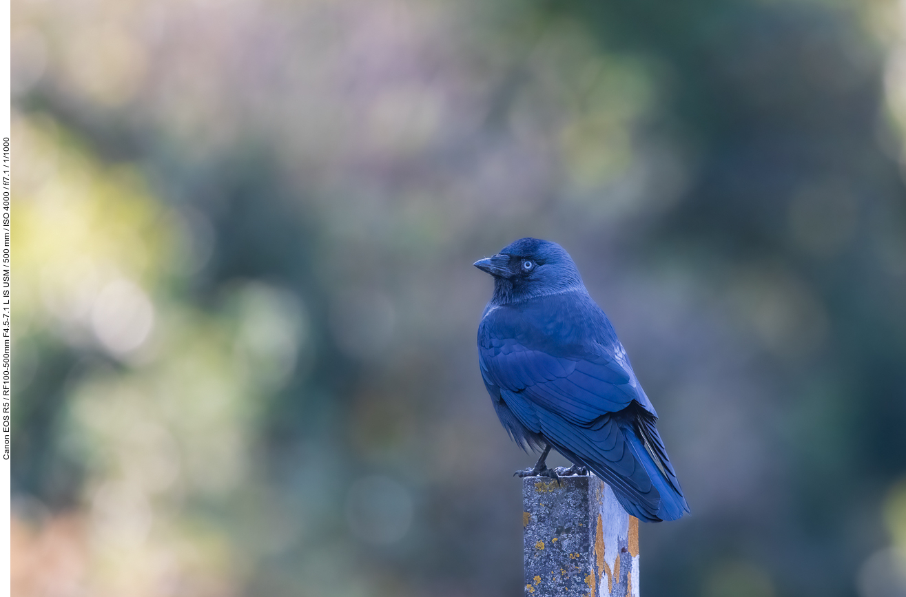 Dohle [Corvus monedula]