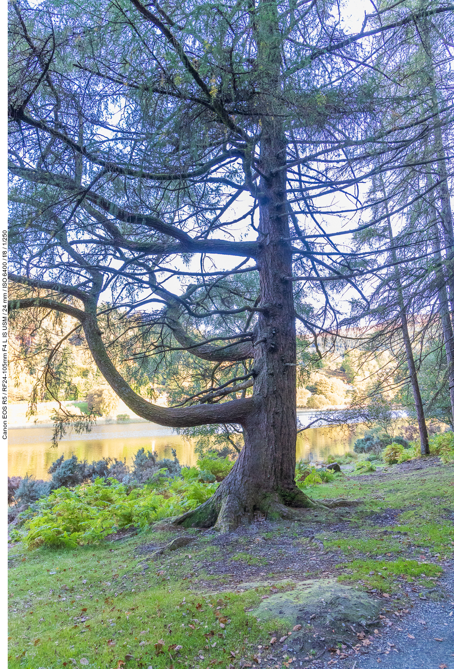 Schöner alter Baum