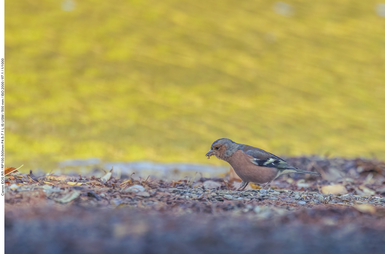 Buchfink [Fringilla coelebs]