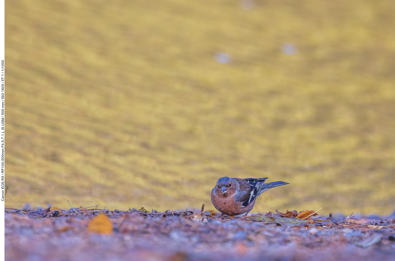 Buchfink [Fringilla coelebs]