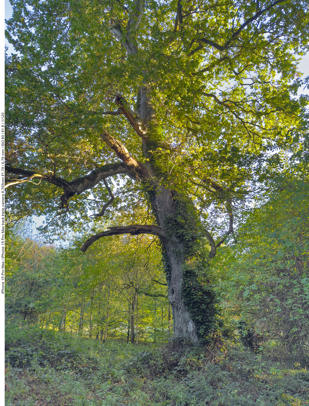 Alter Baum