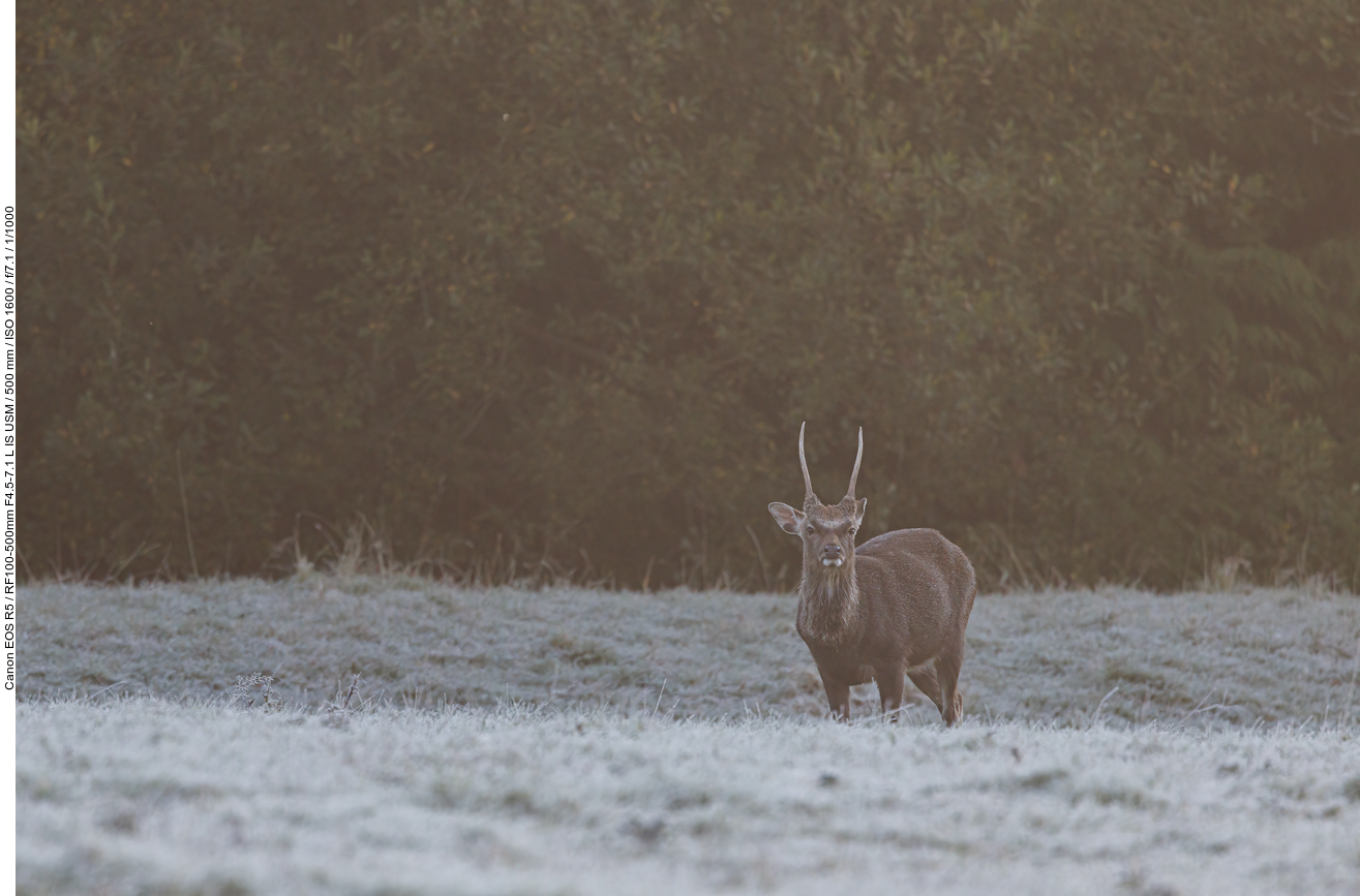 Sikahirsch [Cervus nippon] im Nebel