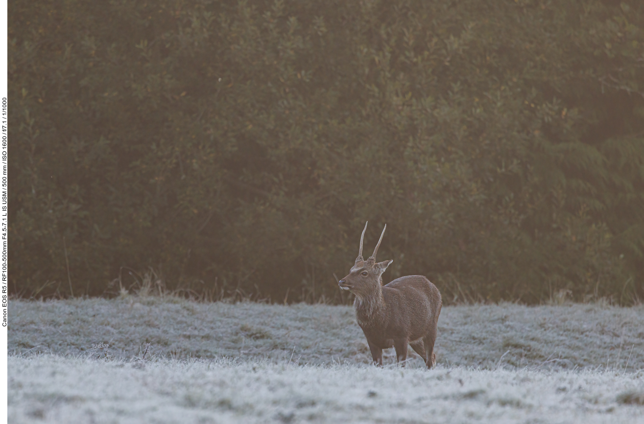 Sikahirsch [Cervus nippon] im Nebel