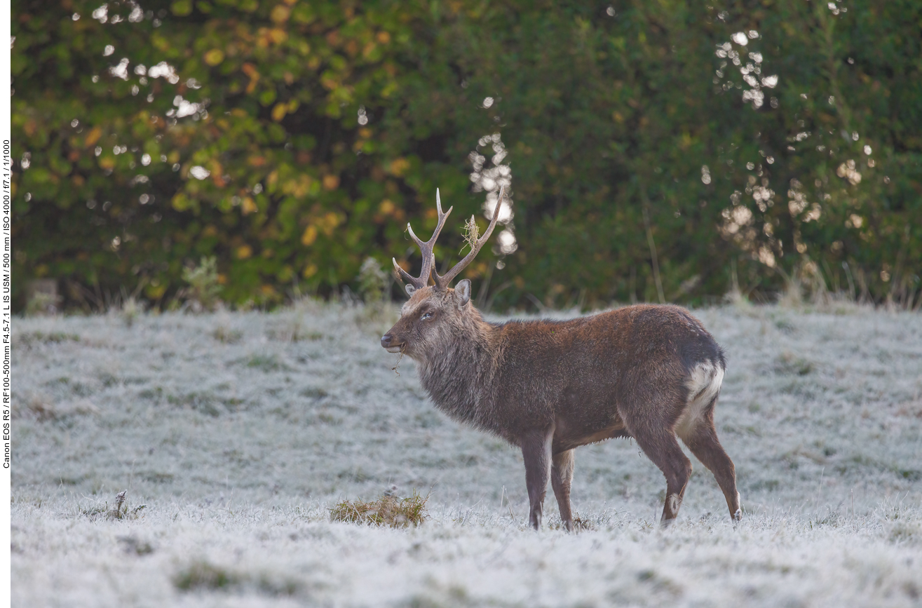 Sikahirsch [Cervus nippon] auf Raureif im Gras