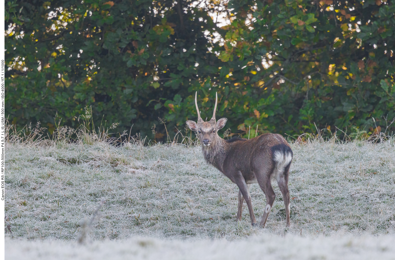 Sikahirsch