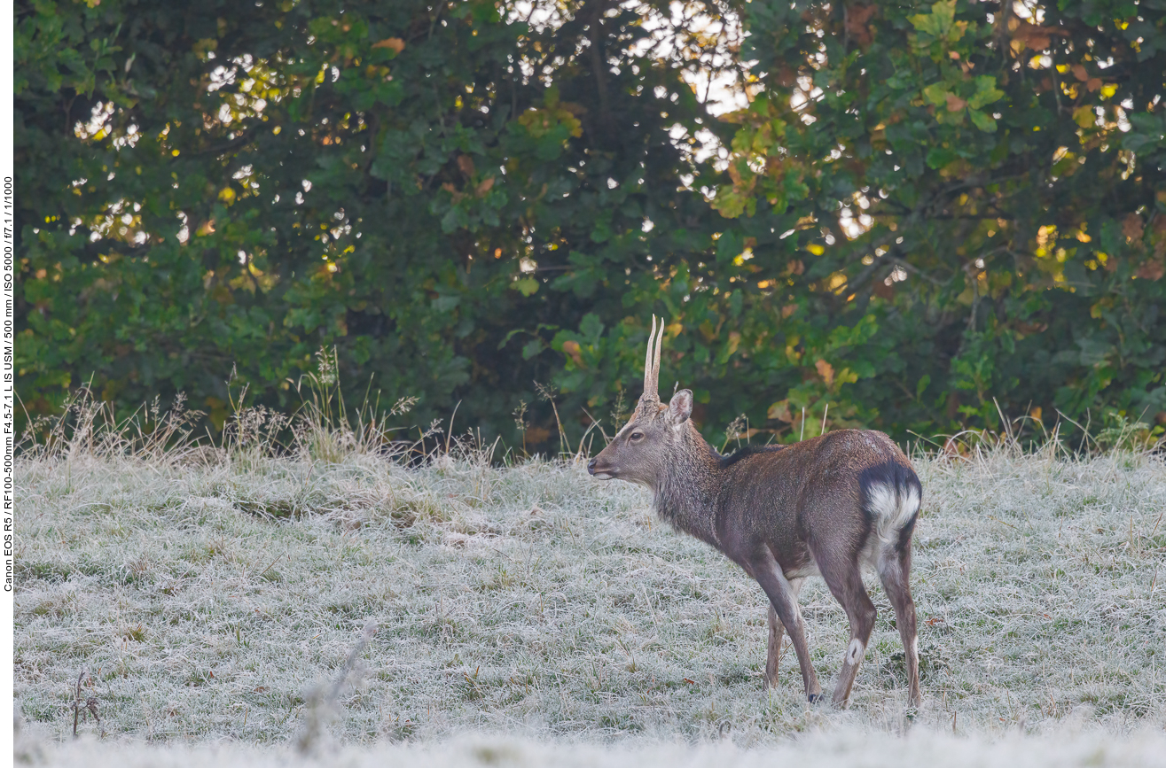 Sikahirsch