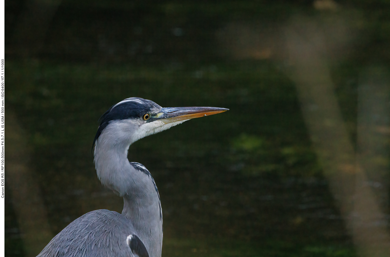 Graureiher [Ardea cinerea]