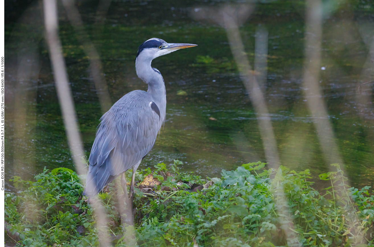 Graureiher [Ardea cinerea]