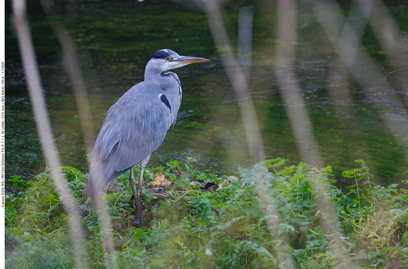 Graureiher [Ardea cinerea]