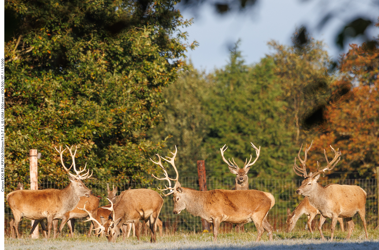 Rothirsche [Cervus elaphus]
