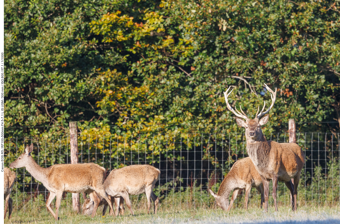 Rothirsche [Cervus elaphus]