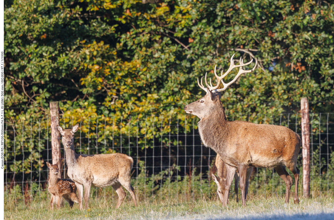 Rothirsche [Cervus elaphus]