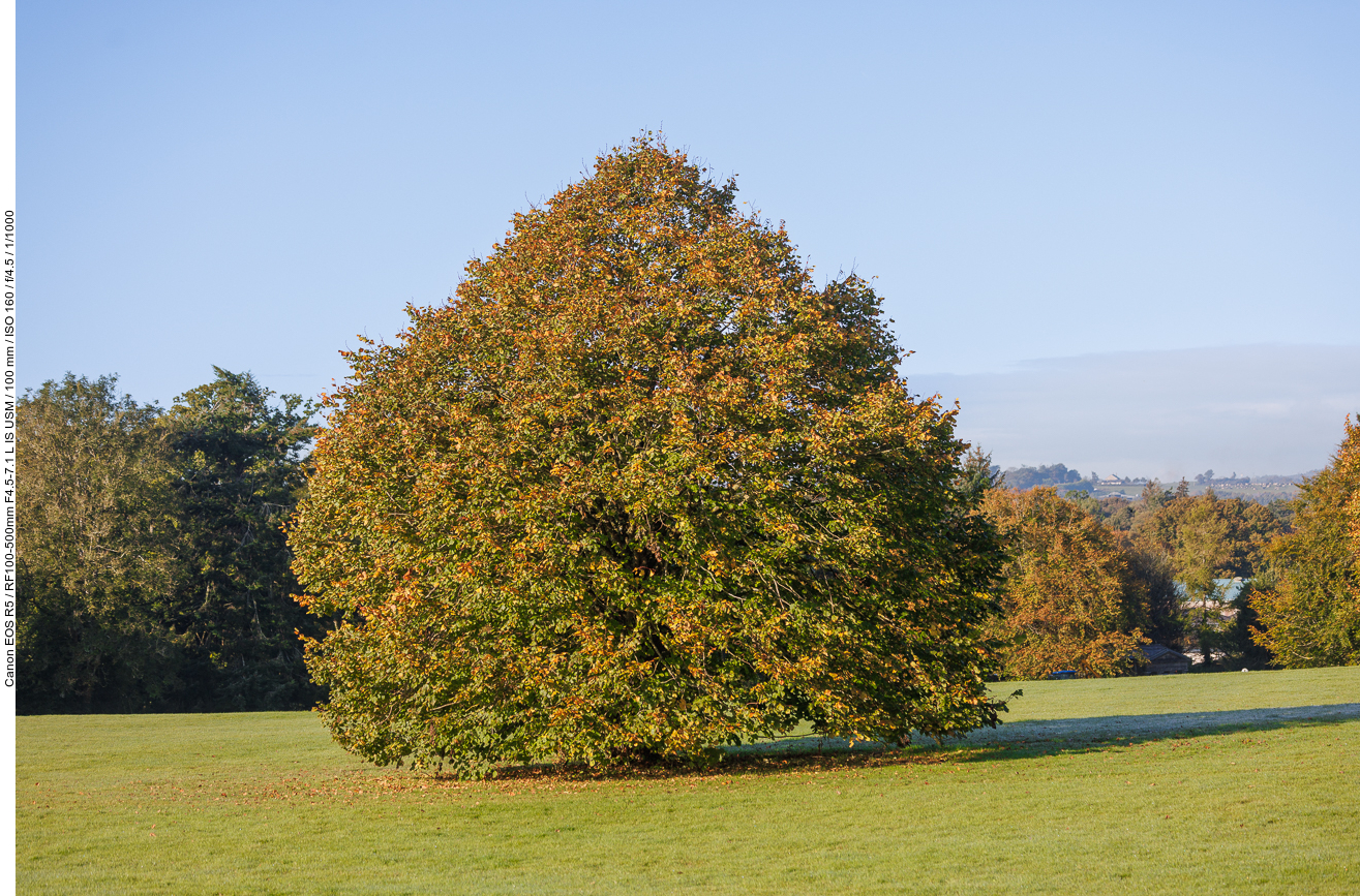 Schöner Solitär-Baum