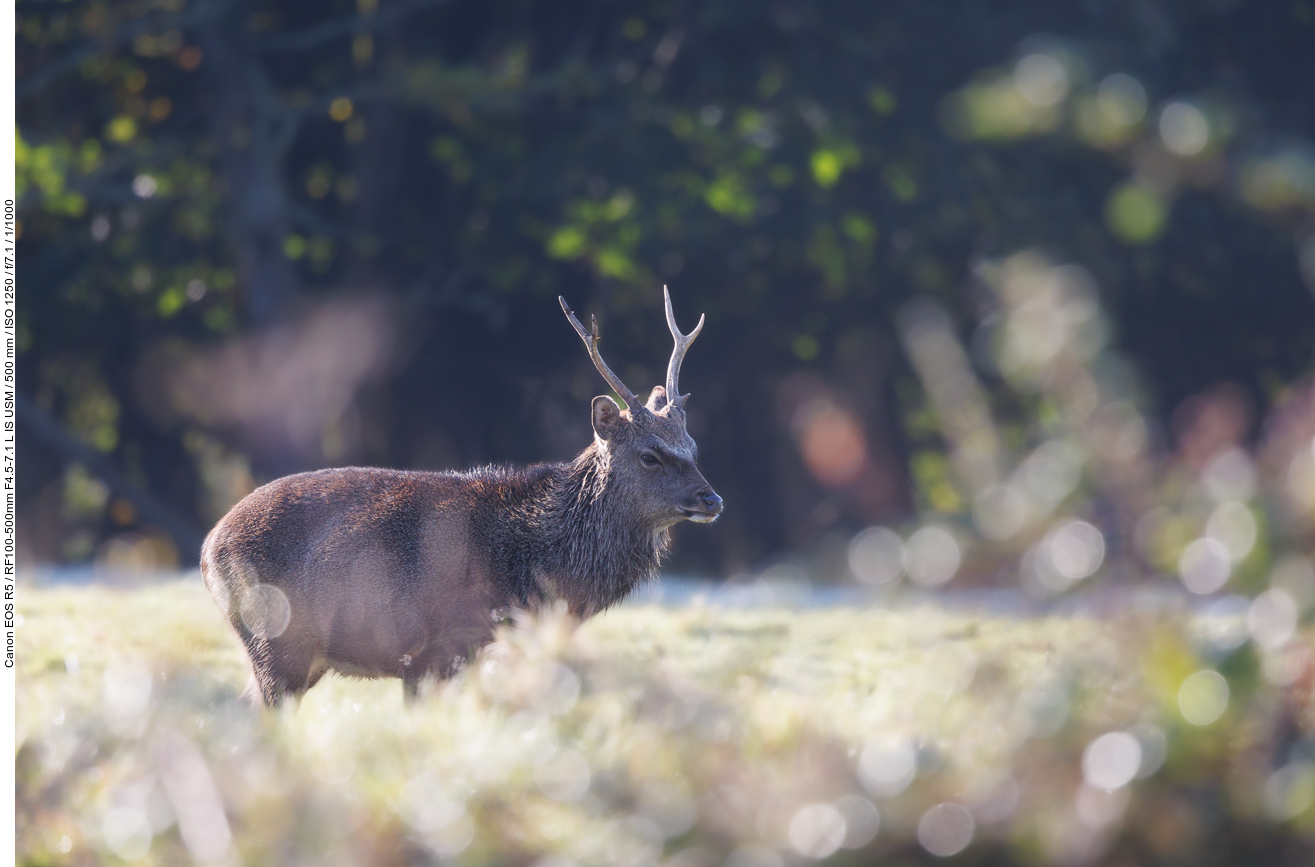 Sikahirsch [Cervus nippon]