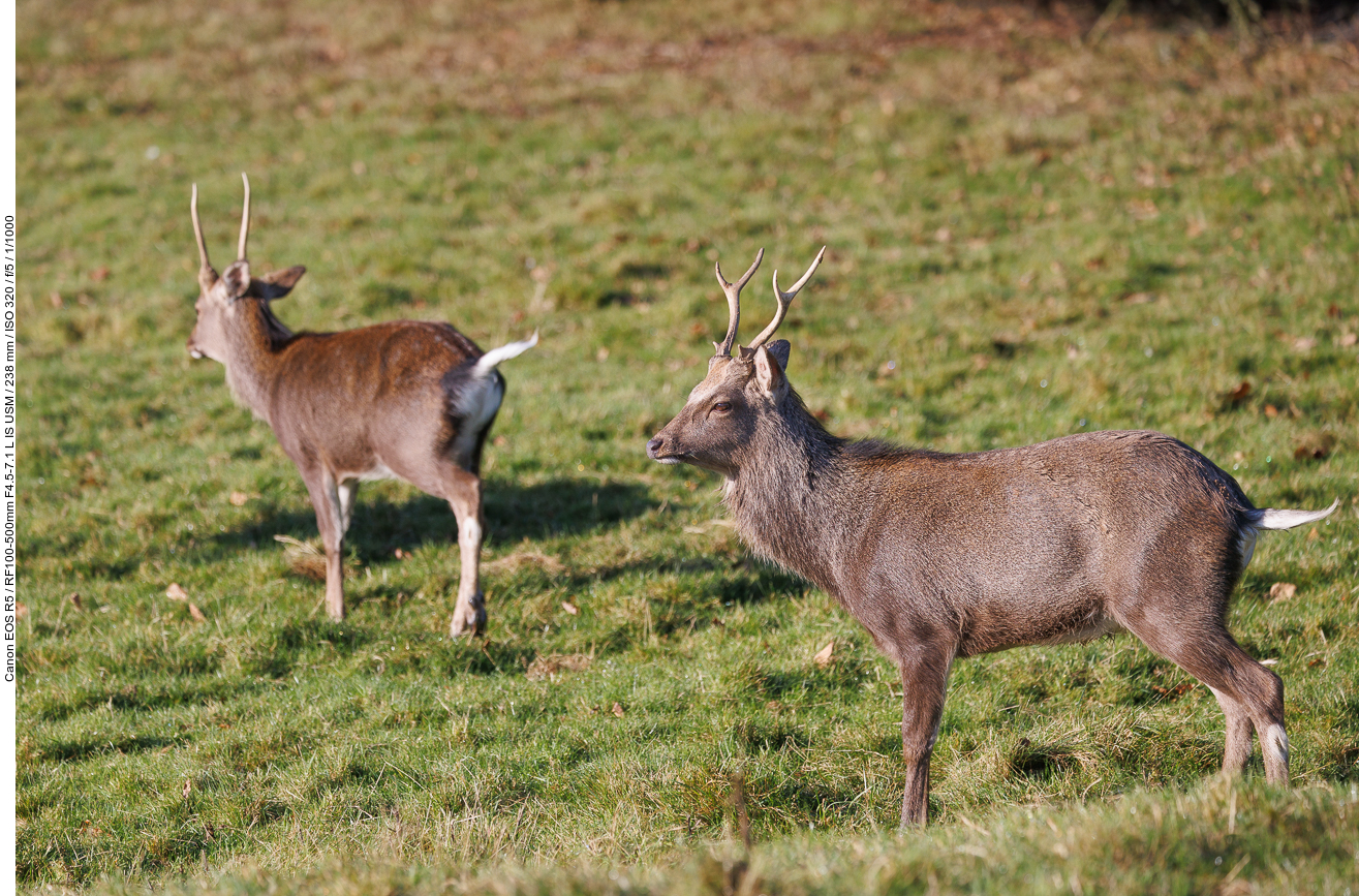 Sikahirsche [Cervus nippon]