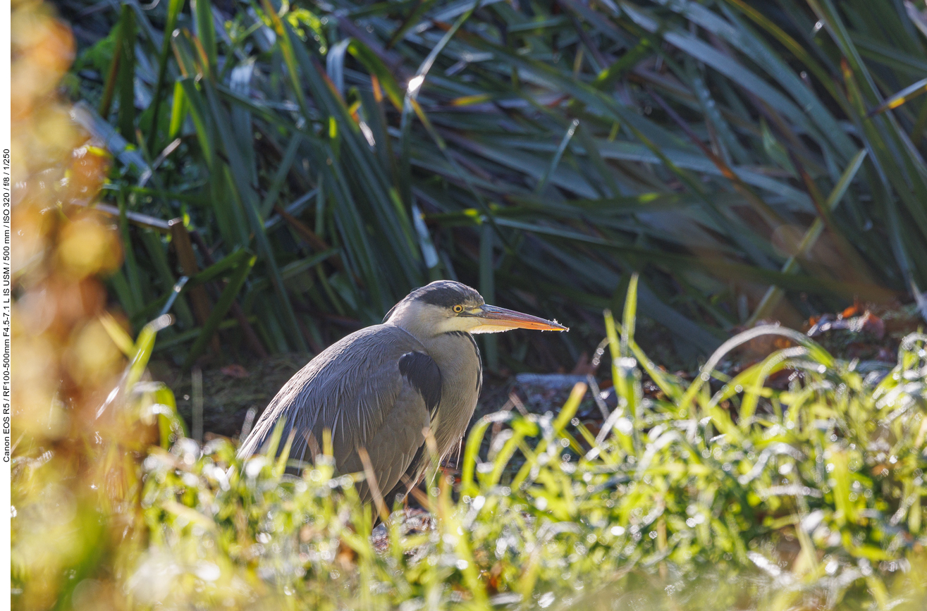 Graureiher [Ardea cinerea]