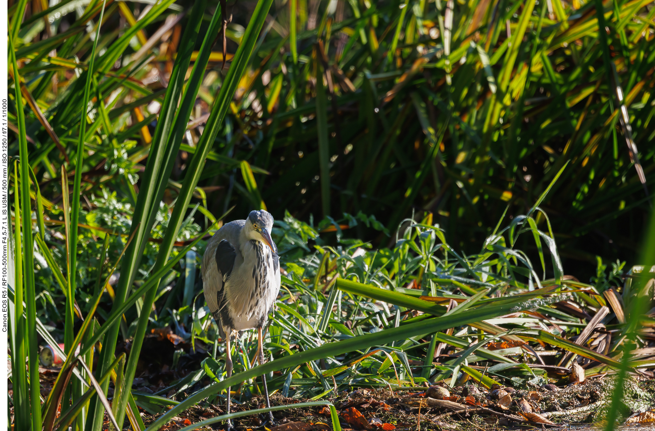 Graureiher [Ardea cinerea]