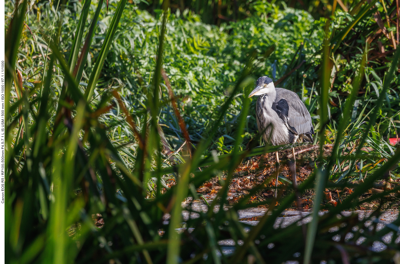 Graureiher [Ardea cinerea]