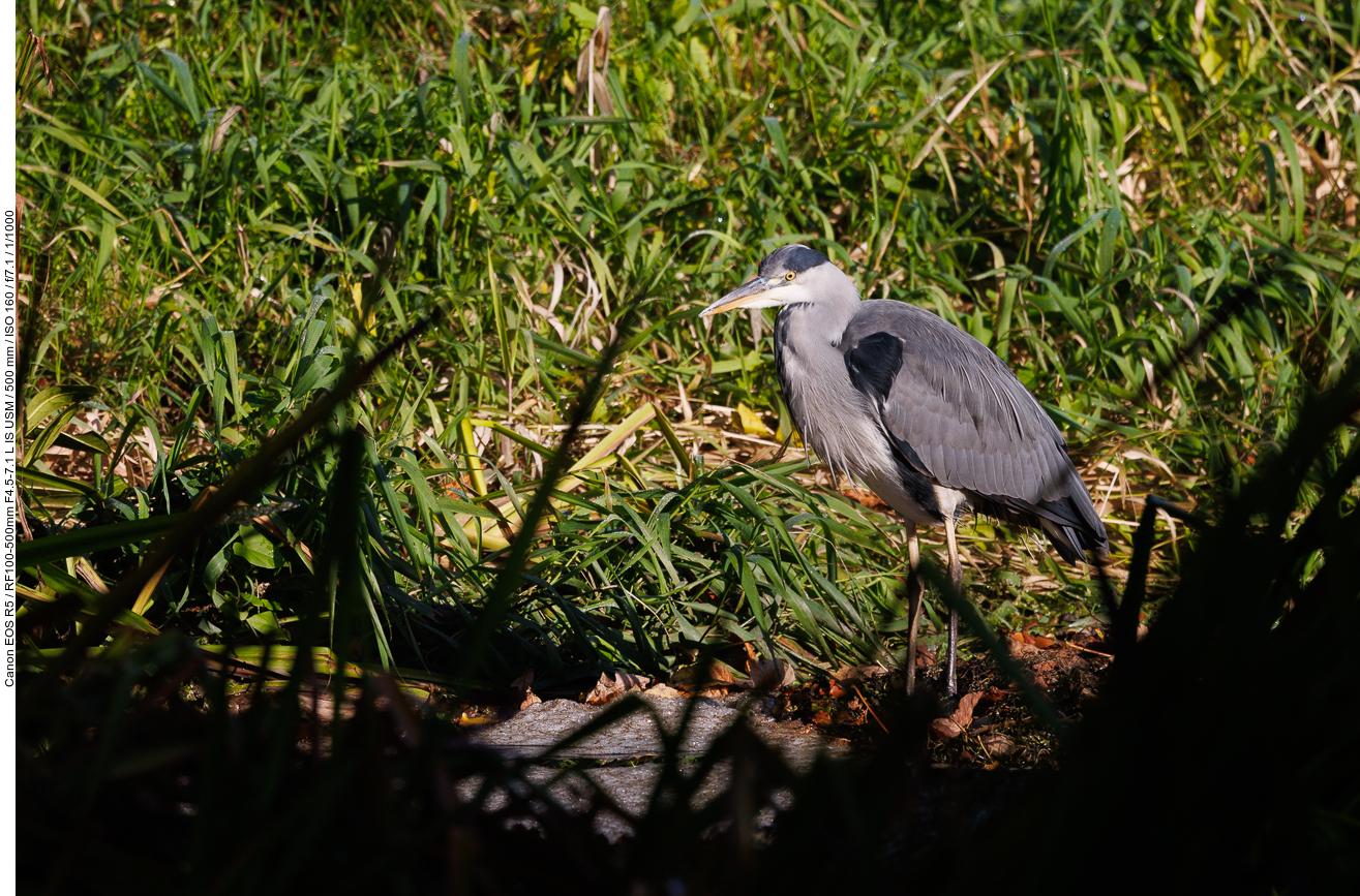 Graureiher [Ardea cinerea]