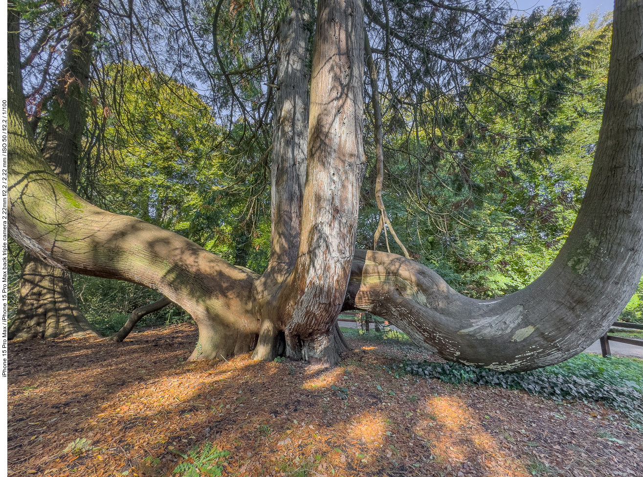Ungewöhnlicher Baum