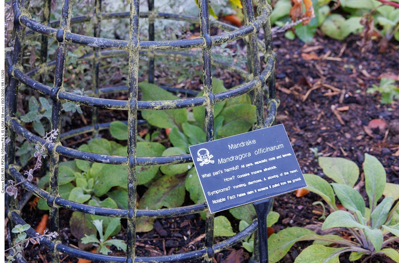 Gemeine Alraune [Mandragora officinarum]