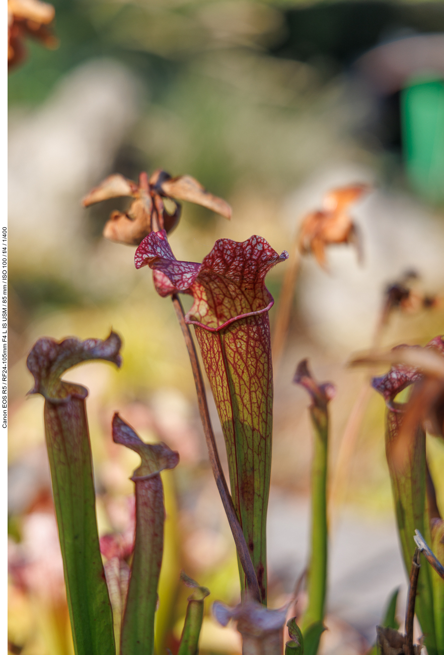 Rote Schlauchpflanze [Sarracenia rubra Walter]