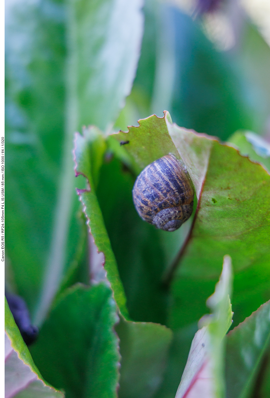 Schnecke am Blatt