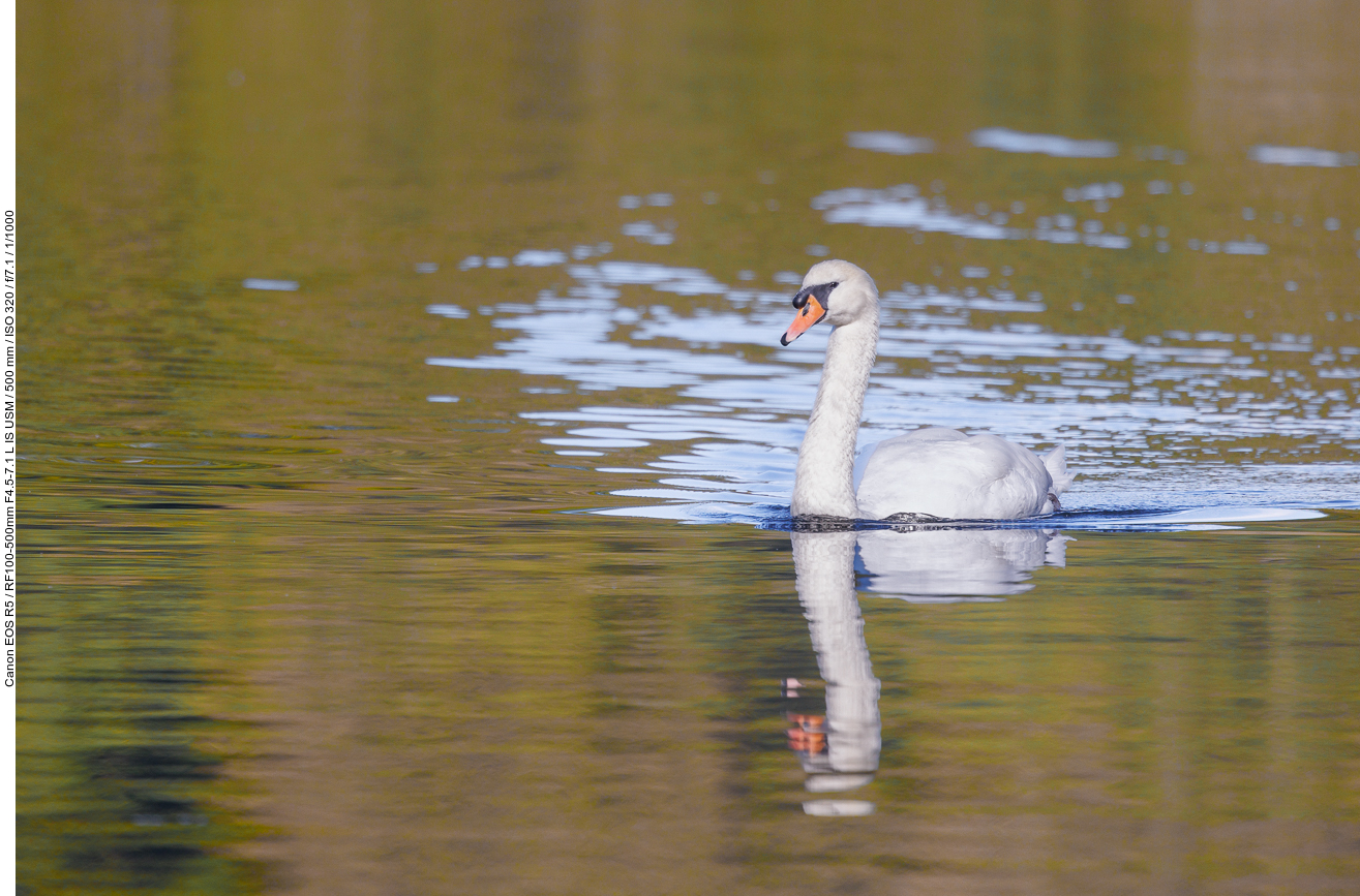 Höckerschwan [Cygnus olor]