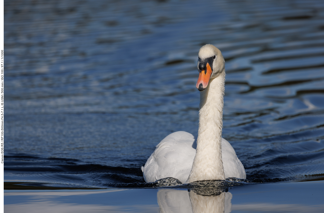 Höckerschwan [Cygnus olor]