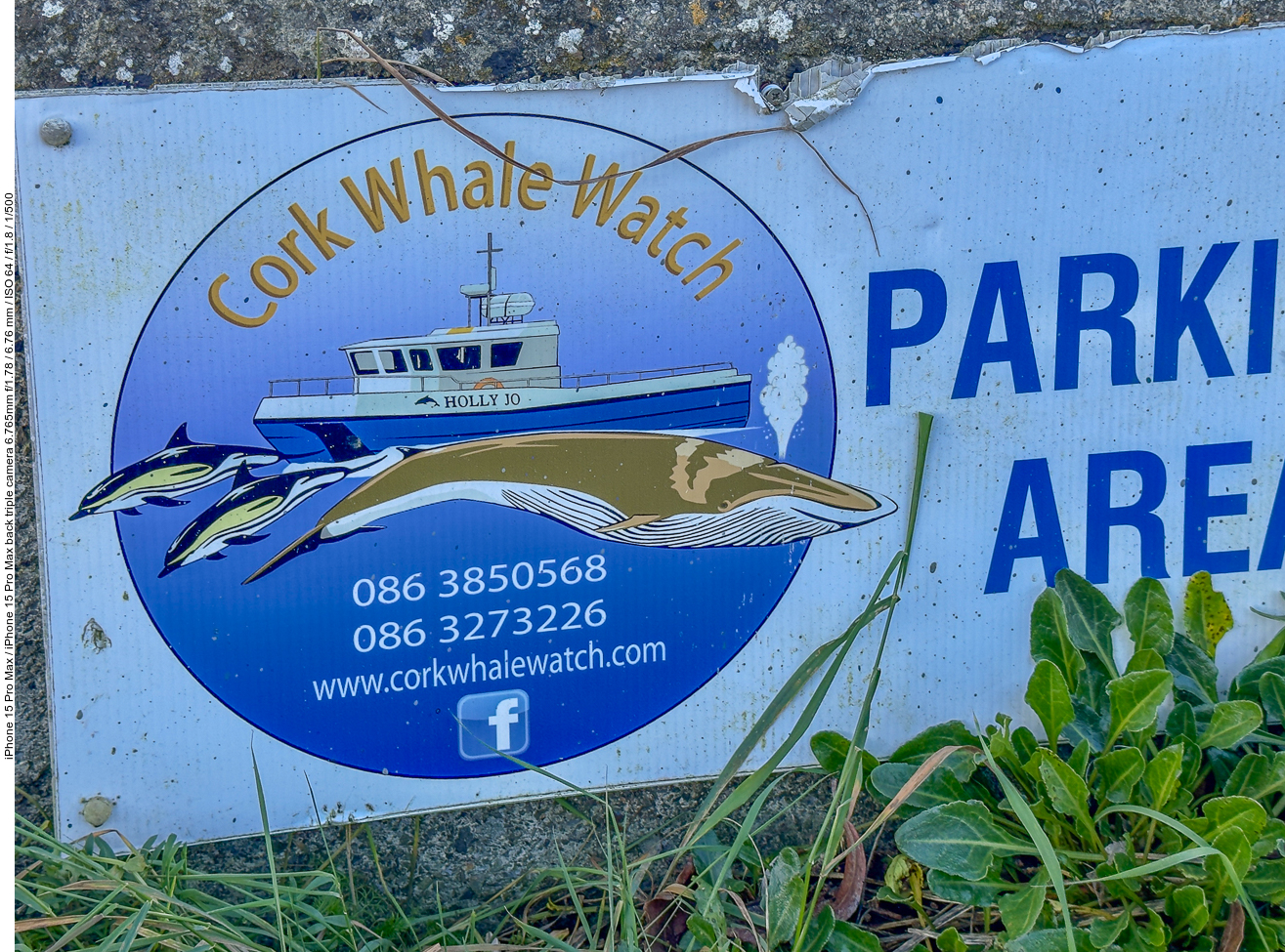 Gleich am Morgen stoppen wir bei Cork für eine Whale Watching Tour