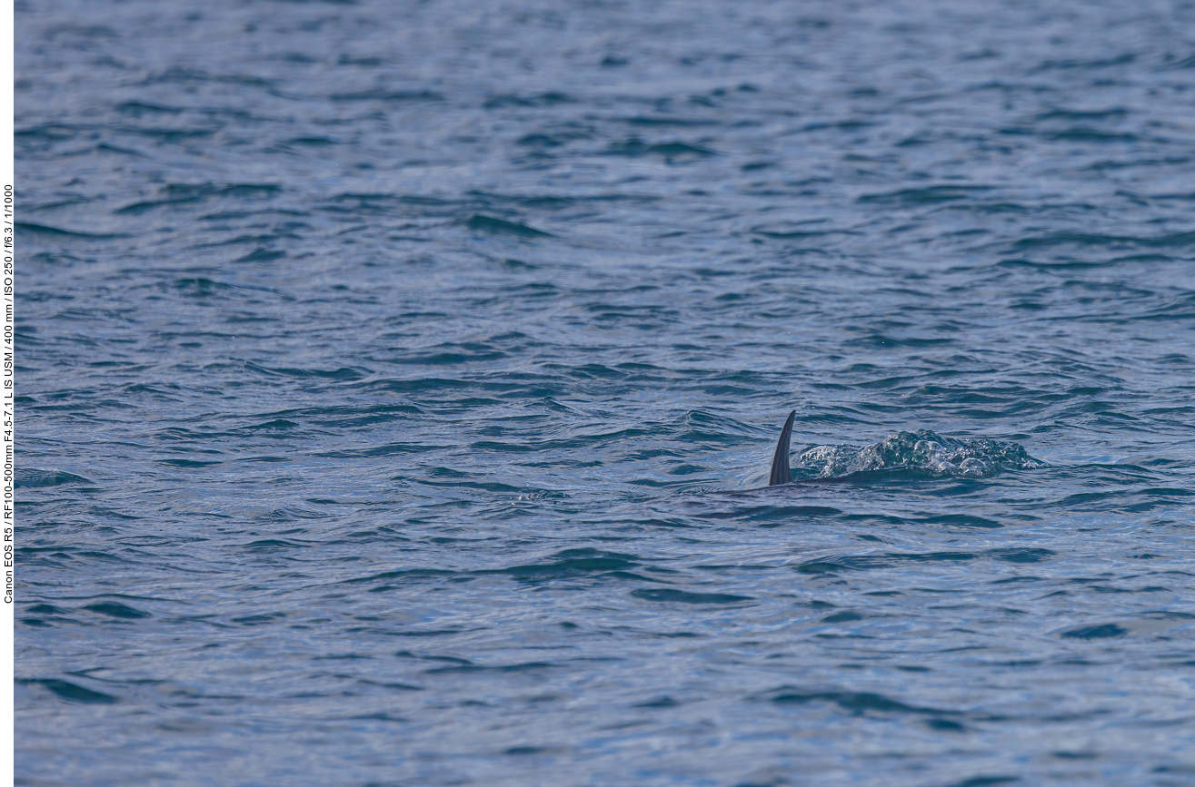 Der erste Delfin ;-)