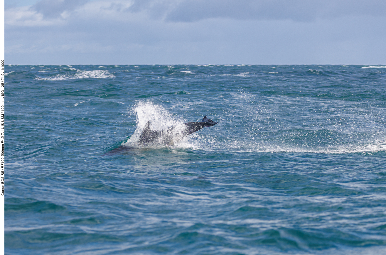 Delfin beim Sprung