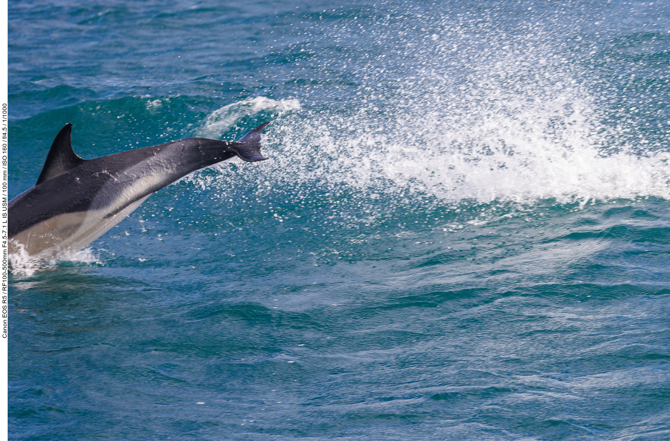 Delfin beim Sprung