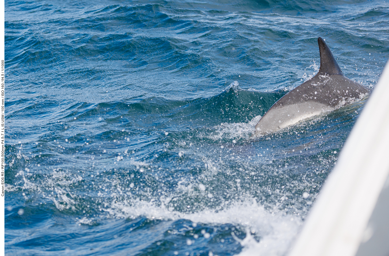 Delfin vor dem Boot