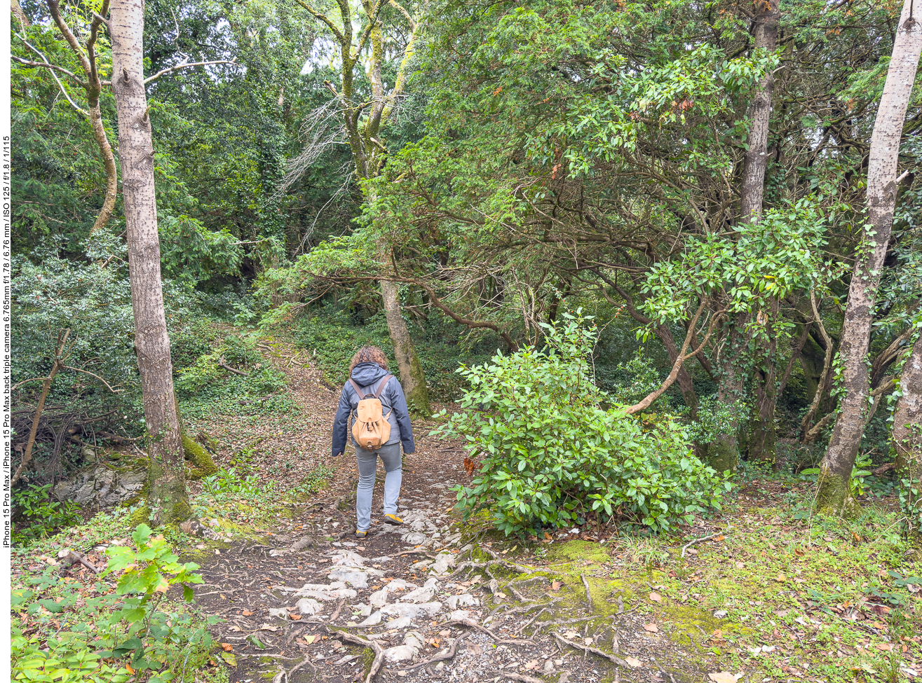 Von der Muckross Abbey aus wandern wir Richtung Muckross House