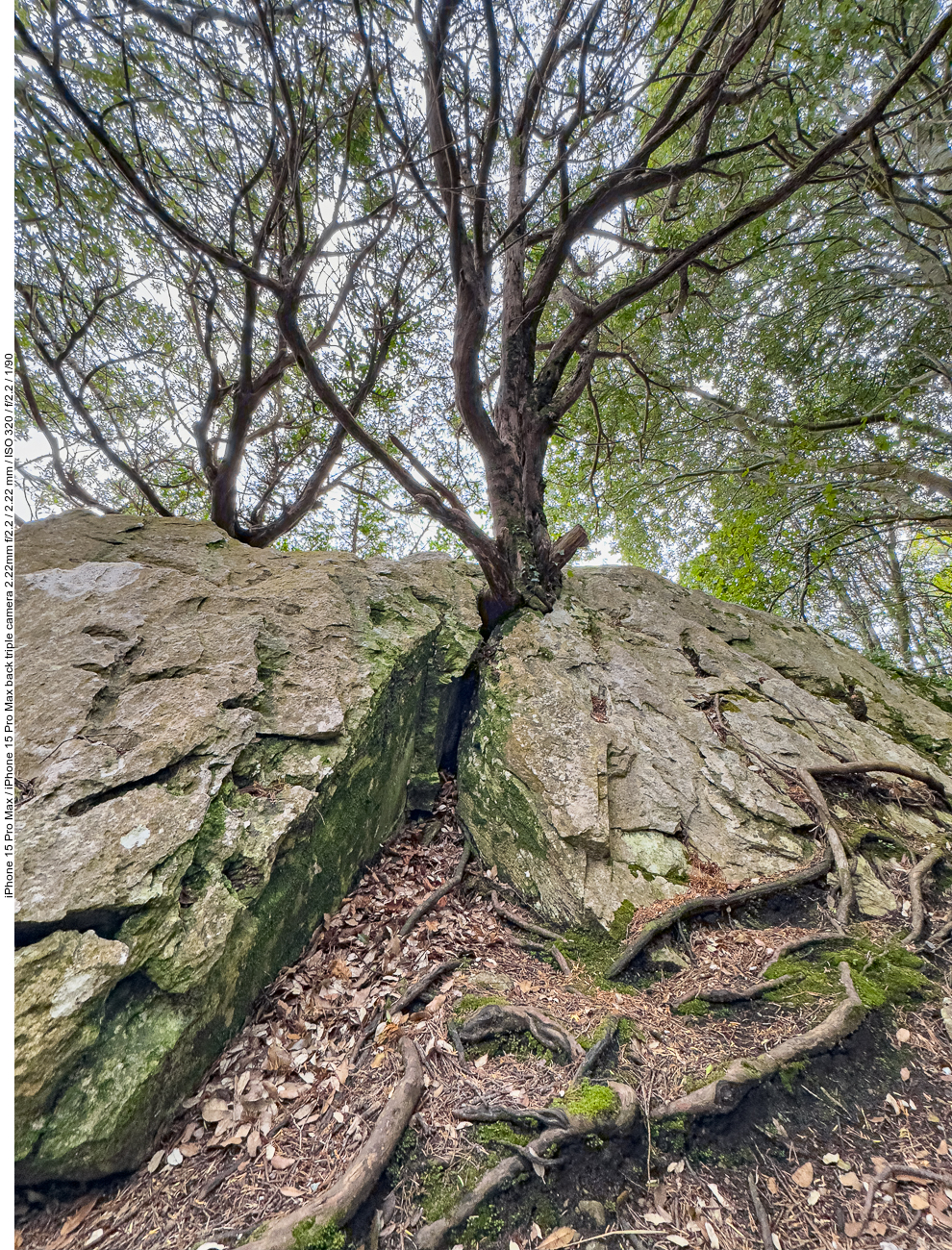Dieser Baum wächst aus einem Stein heraus