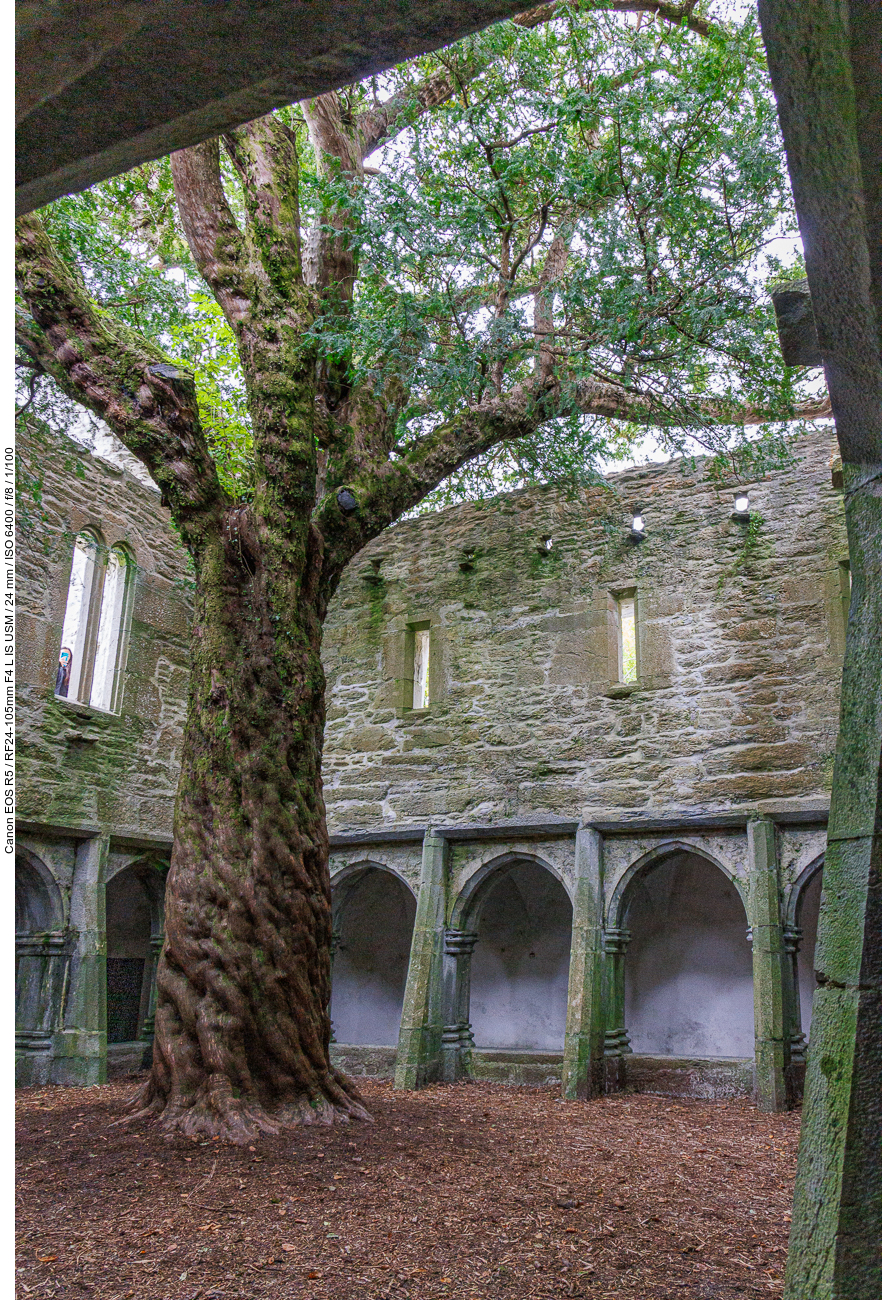 Die Ruinen von Muckross Abbey sind recht gut erhalten. Bemerkenswert ist eine große Eibe mitten im Kreuzgang. Die Anlage ist heute Teil des Killarney-Nationalparks. 