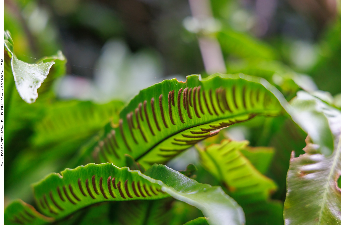 Hirschzungenfarn [Asplenium scolopendrium]