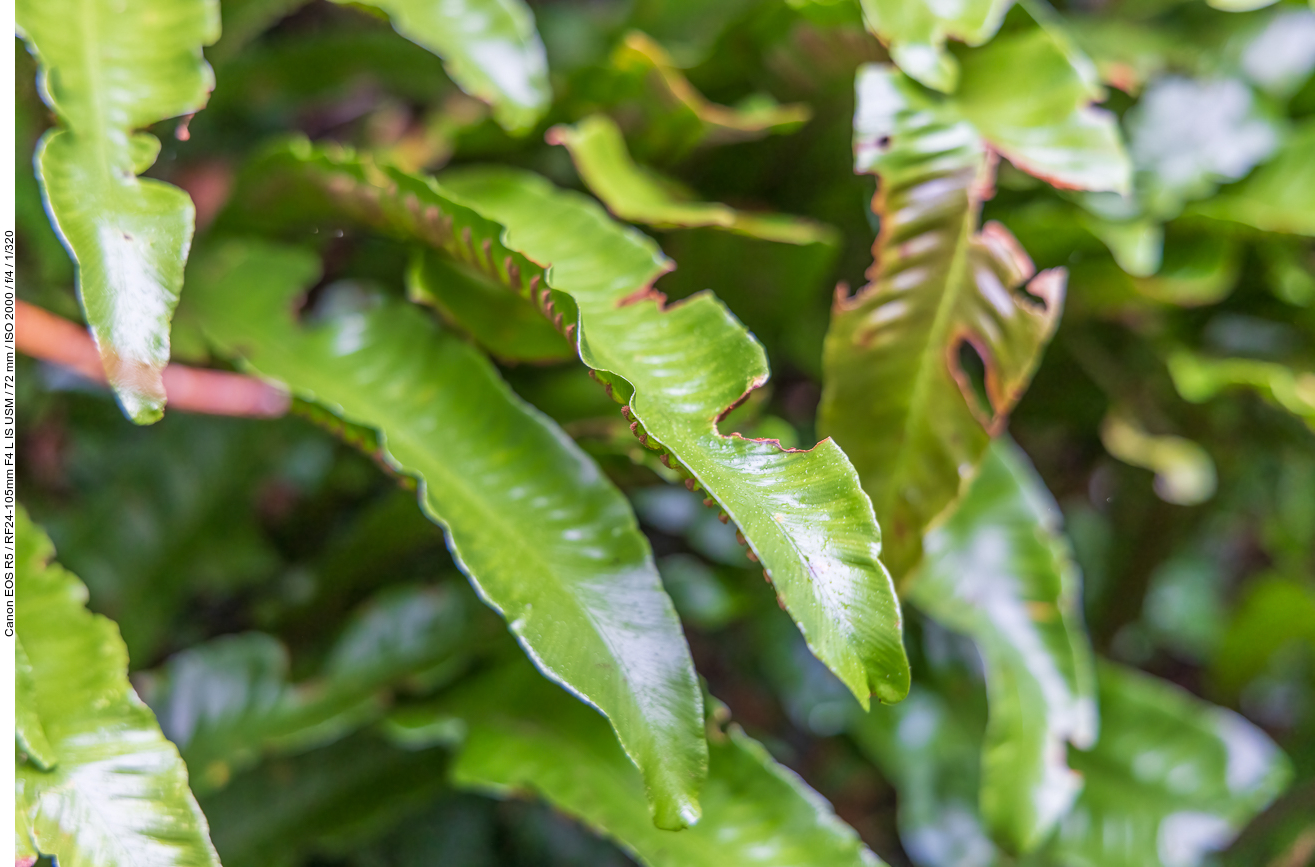 Hirschzungenfarn [Asplenium scolopendrium]