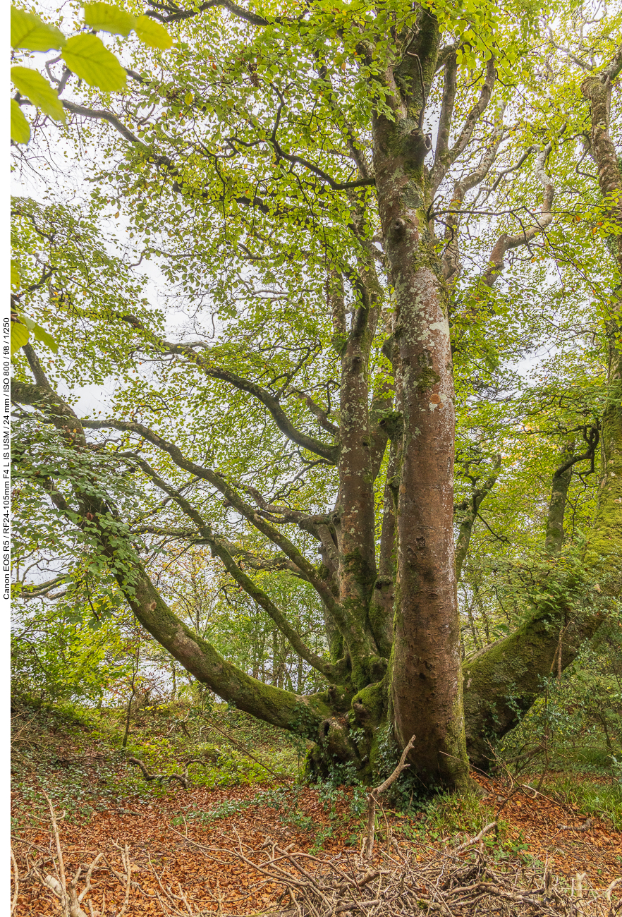 Schöner Baum