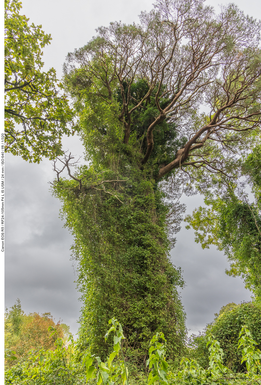 Mit Efeu umwucherter Baum