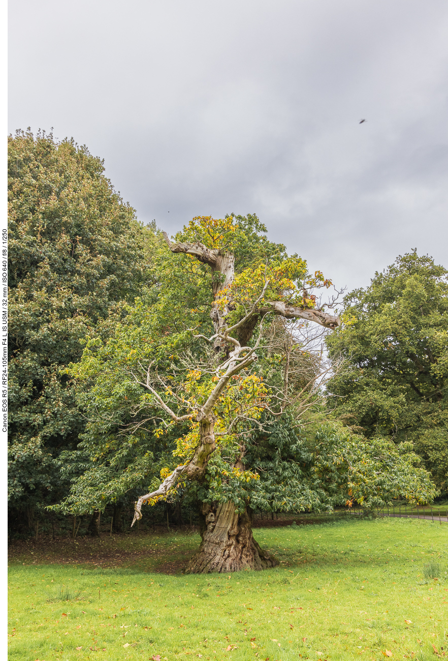 Knorriger alter Baum