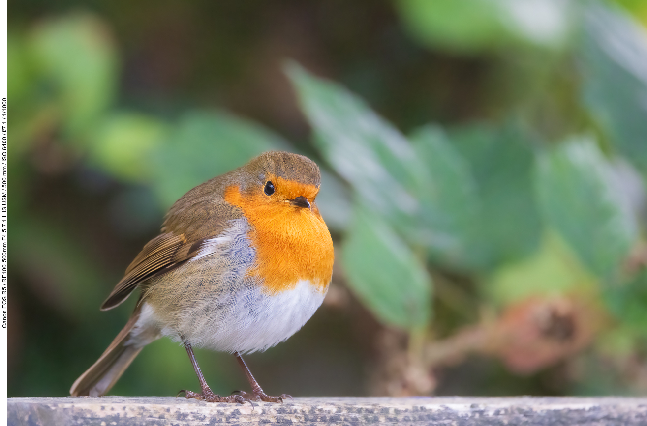 Rotkehlchen [Erithacus rubecula]