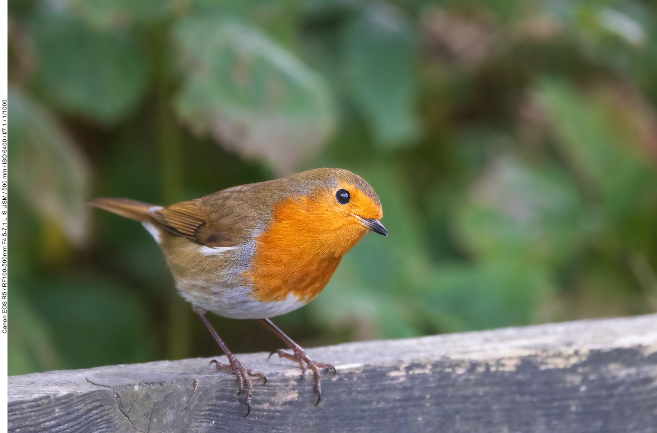 Rotkehlchen [Erithacus rubecula]