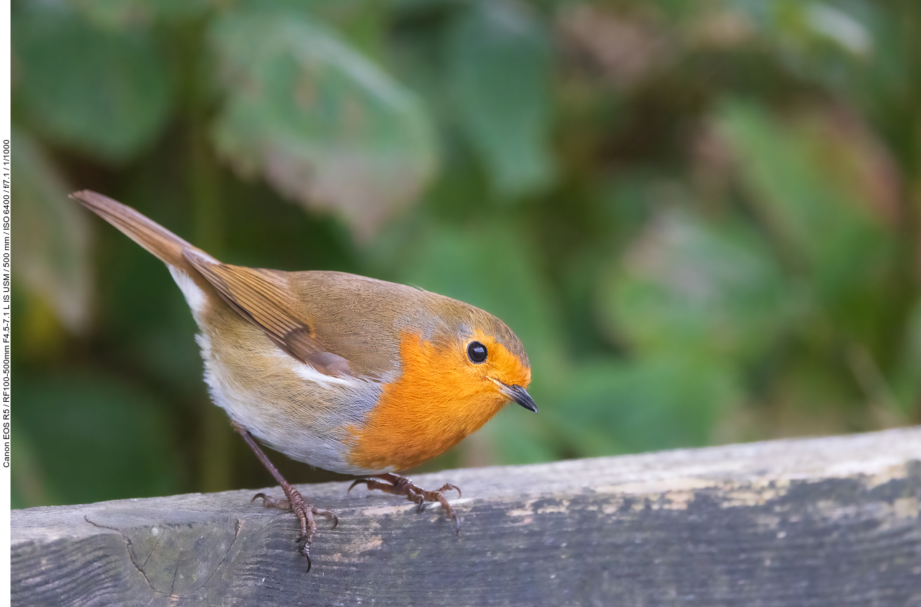 Rotkehlchen [Erithacus rubecula]