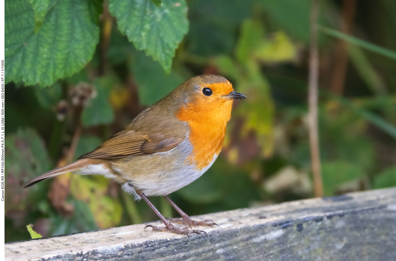 Rotkehlchen [Erithacus rubecula]